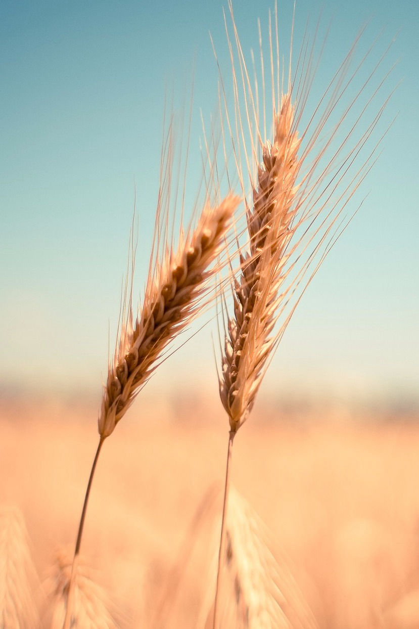 polizza vita online caso morte decesso